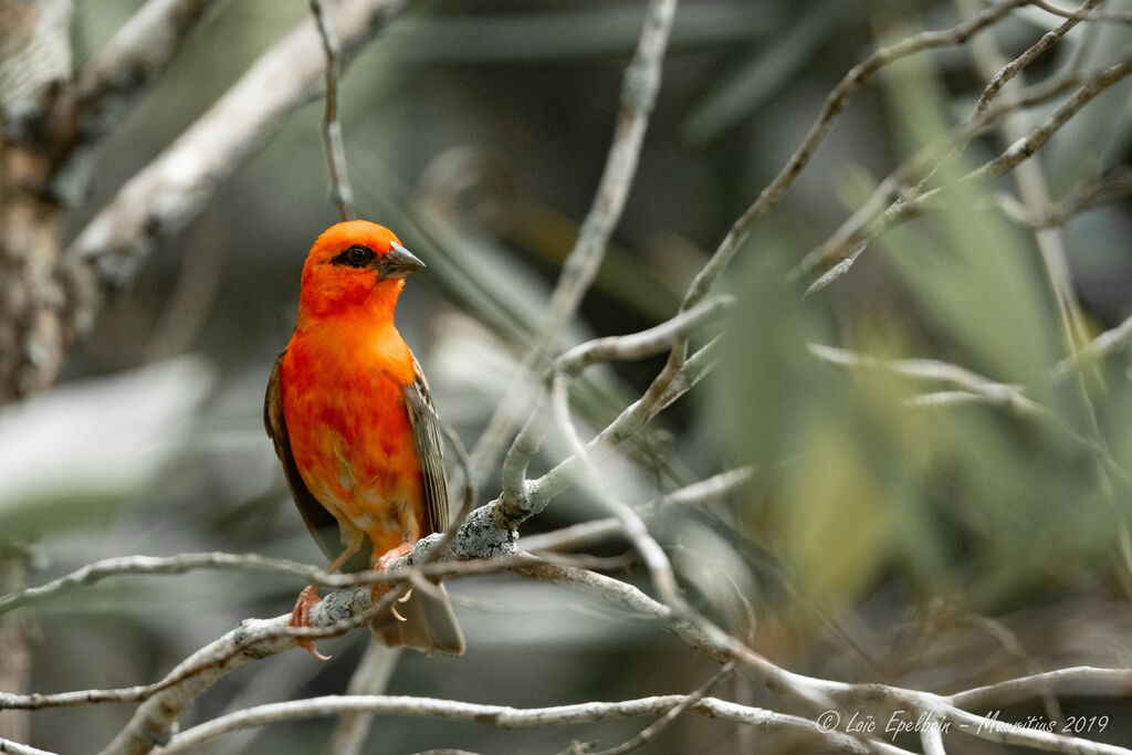 Foudi rouge