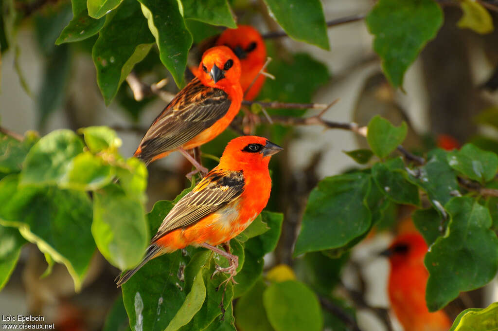 Red Fodyadult, identification