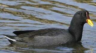 Red-fronted Coot