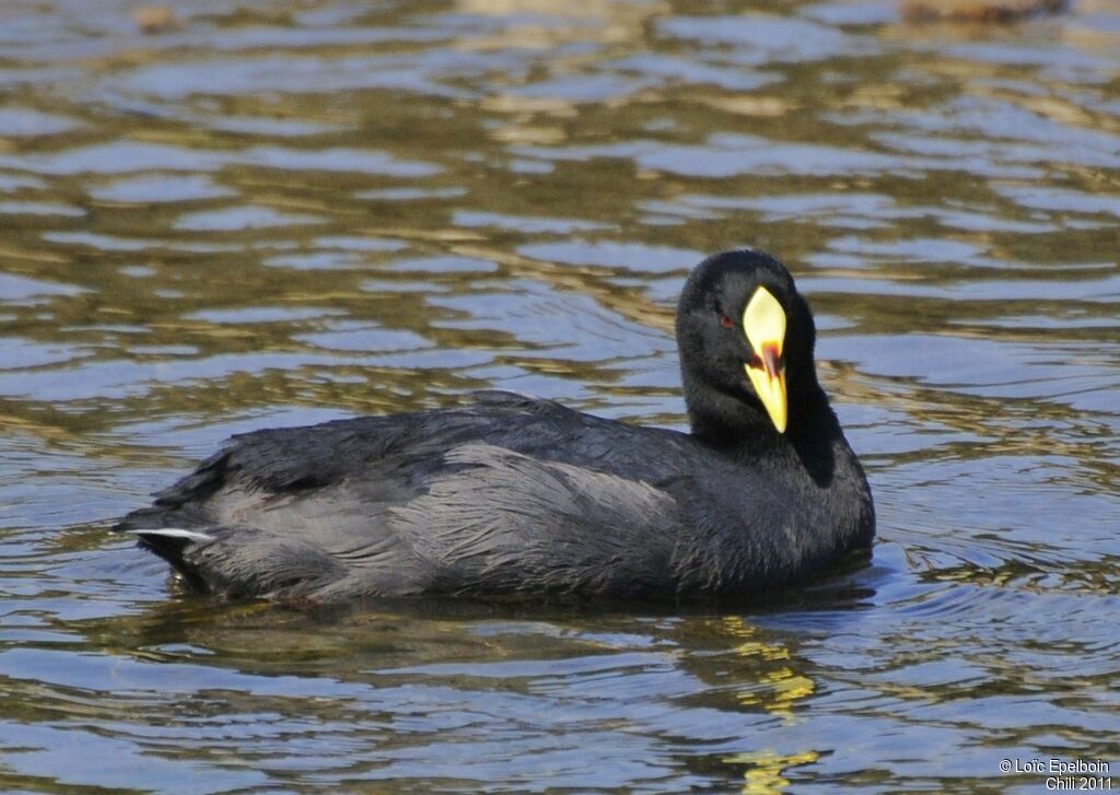 Red-gartered Coot