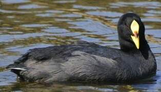 Red-gartered Coot