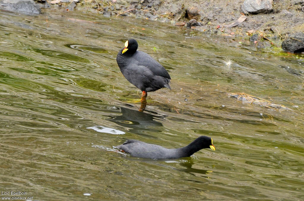 Foulque à jarretièresadulte, identification