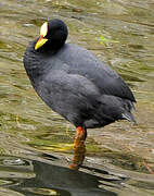 Red-gartered Coot