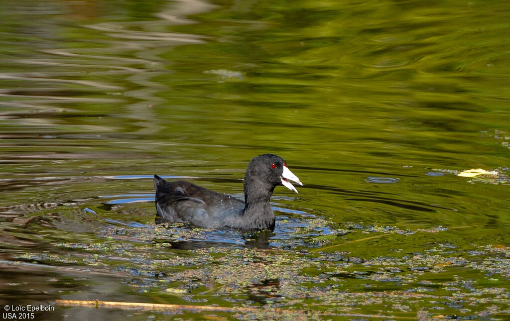 American Coot