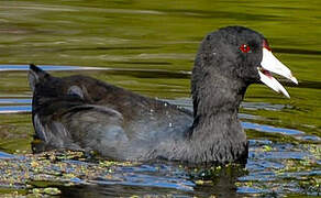 American Coot