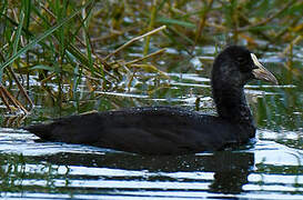 Eurasian Coot