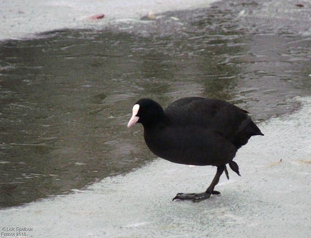 Foulque macroule