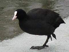 Eurasian Coot