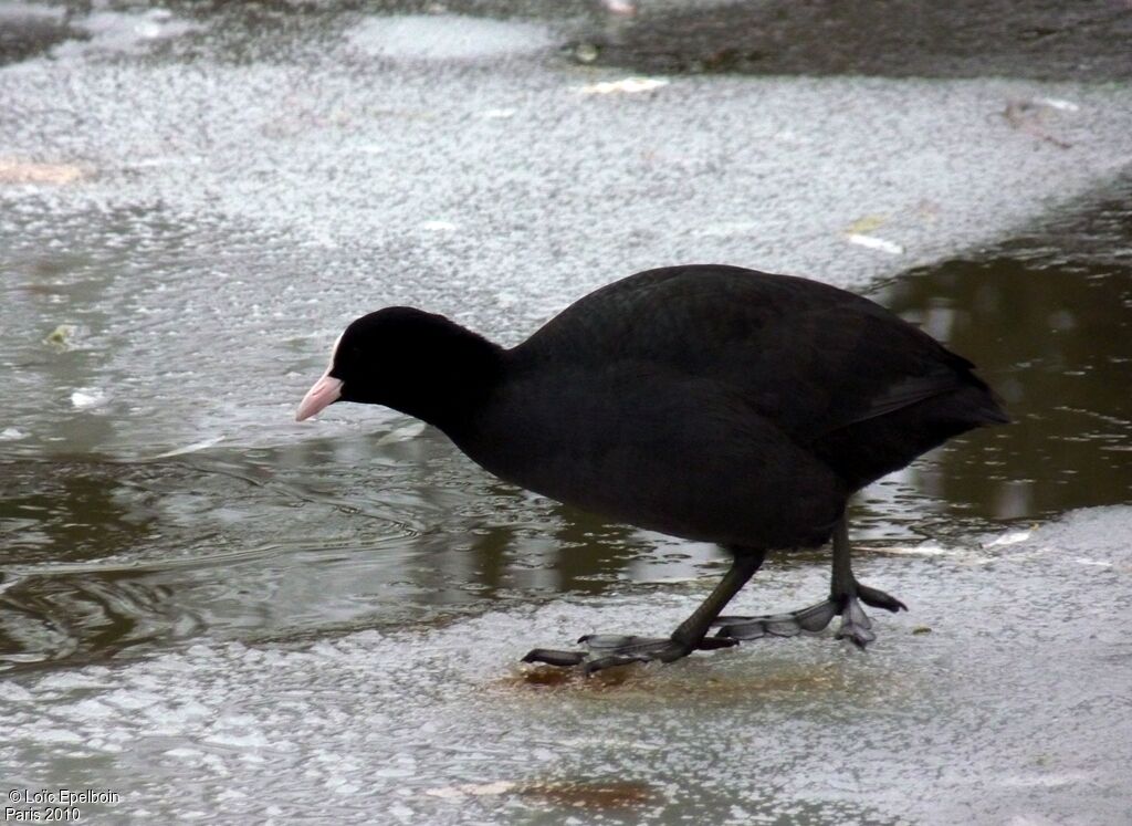 Foulque macroule