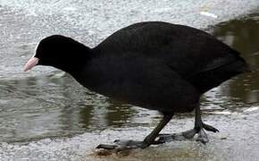 Eurasian Coot