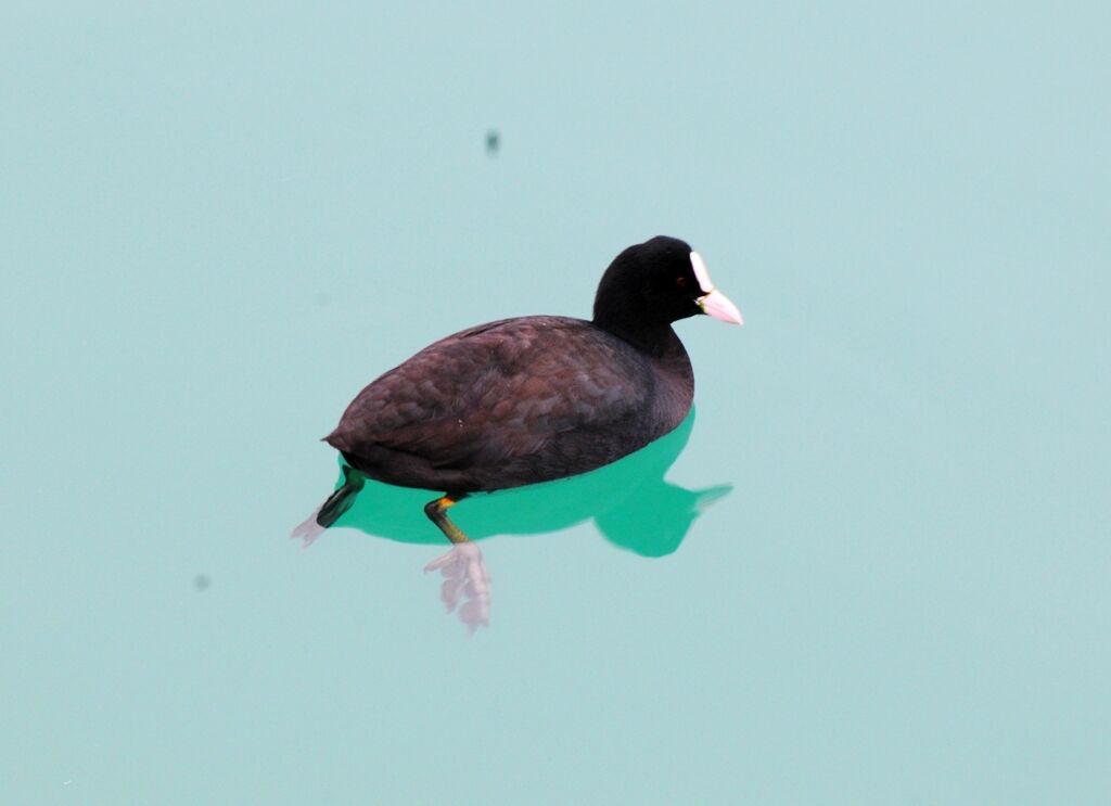 Foulque macrouleadulte