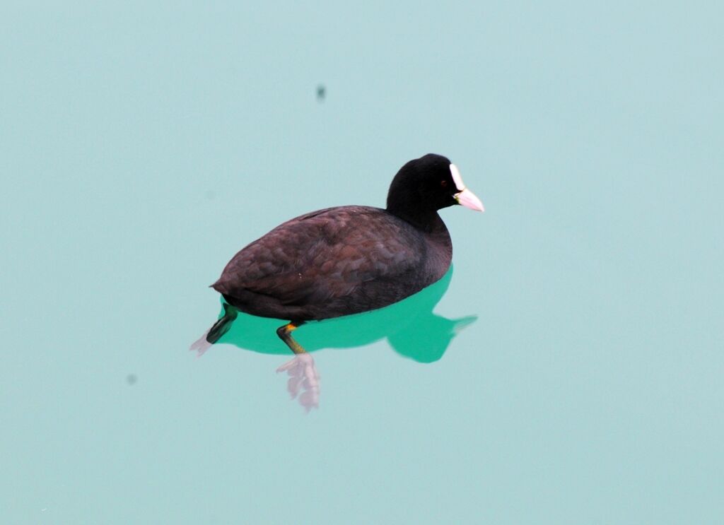 Eurasian Cootadult