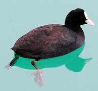 Eurasian Coot