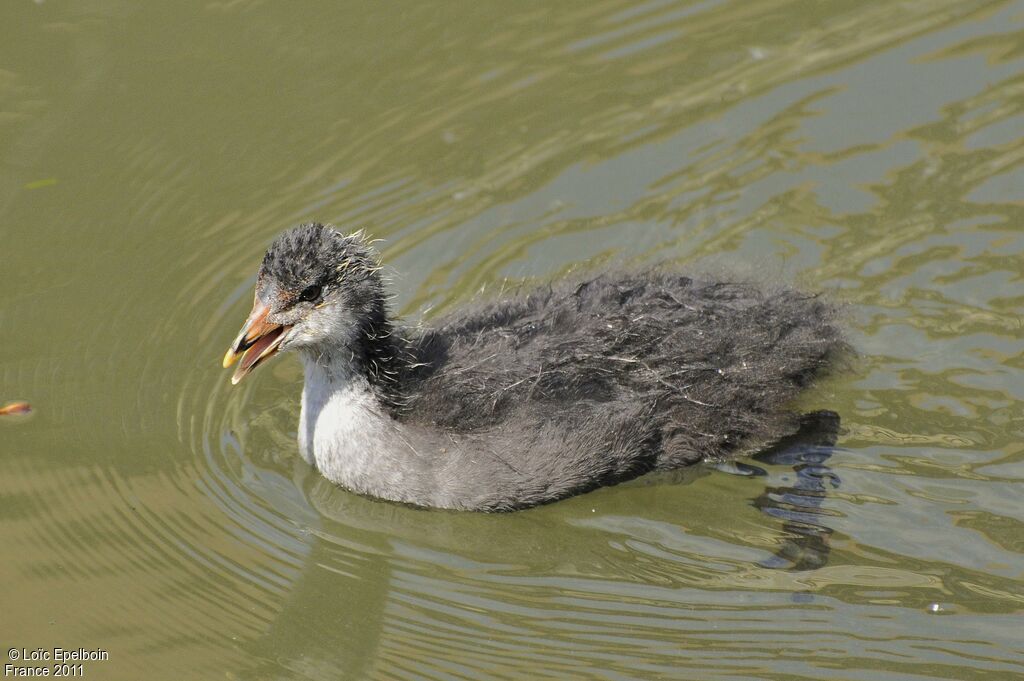 Eurasian CootPoussin, identification