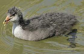 Eurasian Coot