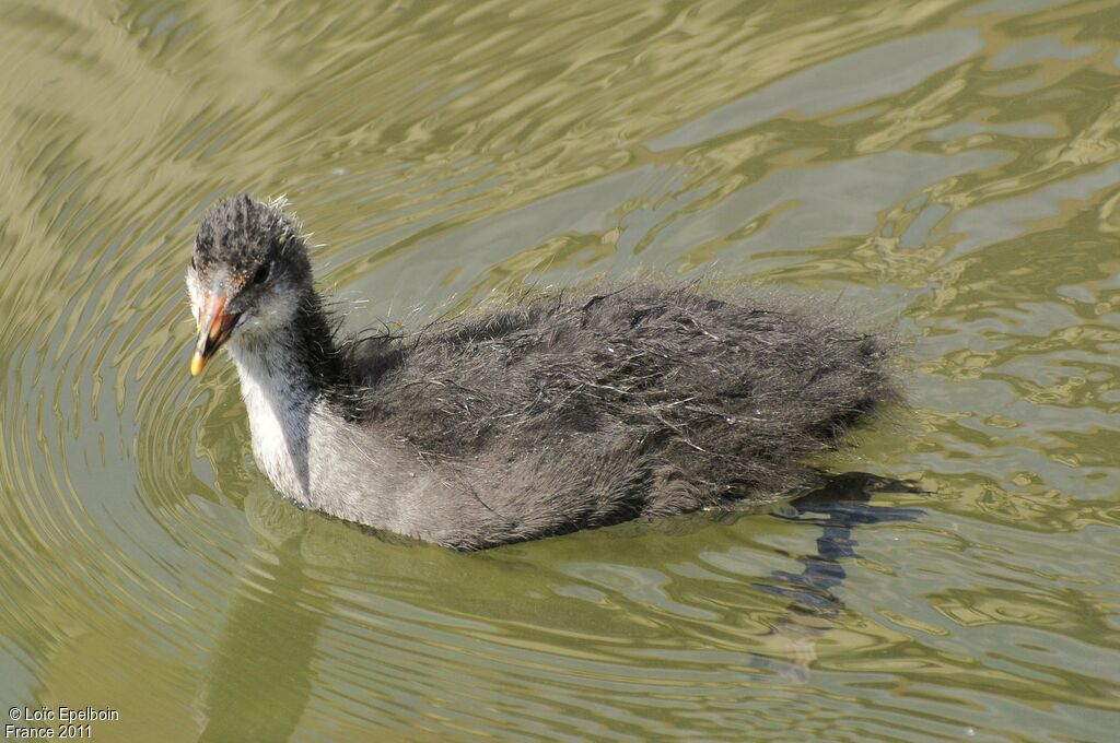 Foulque macroulejuvénile