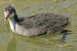 Eurasian Coot