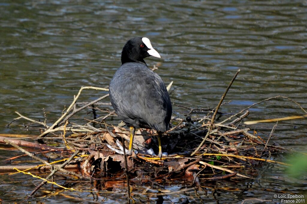 Eurasian Coot