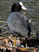 Eurasian Coot