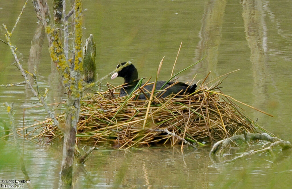 Foulque macroule