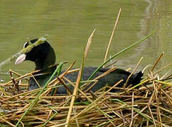 Eurasian Coot