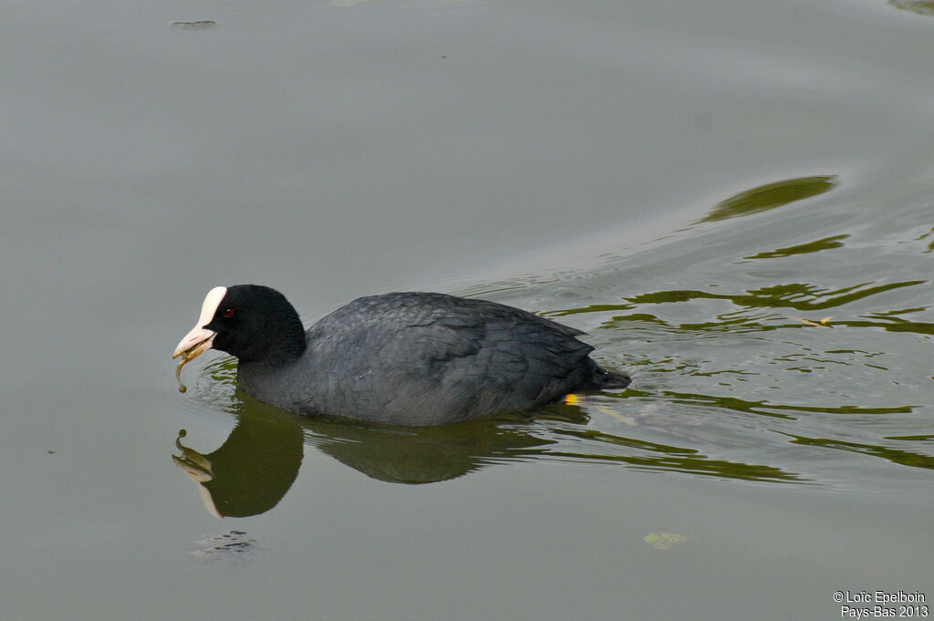 Foulque macroule