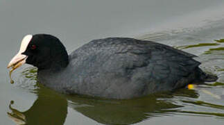 Eurasian Coot