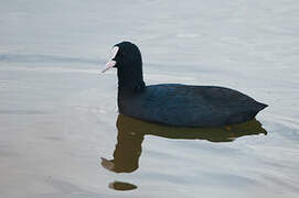 Eurasian Coot