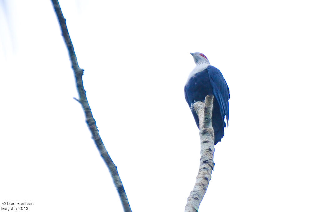 Comoro Blue Pigeon