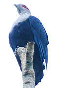 Comoros Blue Pigeon