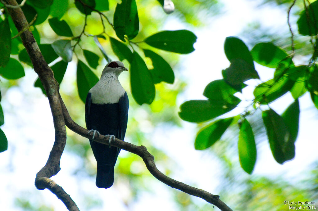 Comoros Blue Pigeon