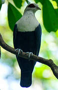 Comoros Blue Pigeon