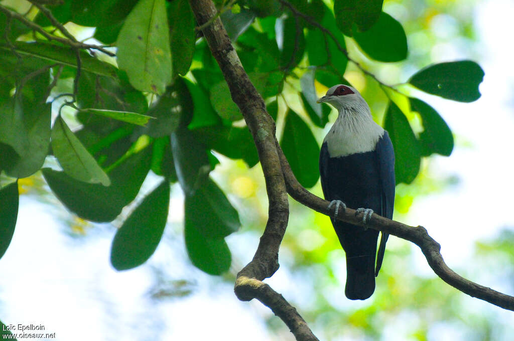 Comoros Blue Pigeonadult, habitat