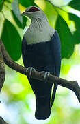 Comoros Blue Pigeon