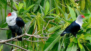 Seychelles Blue Pigeon