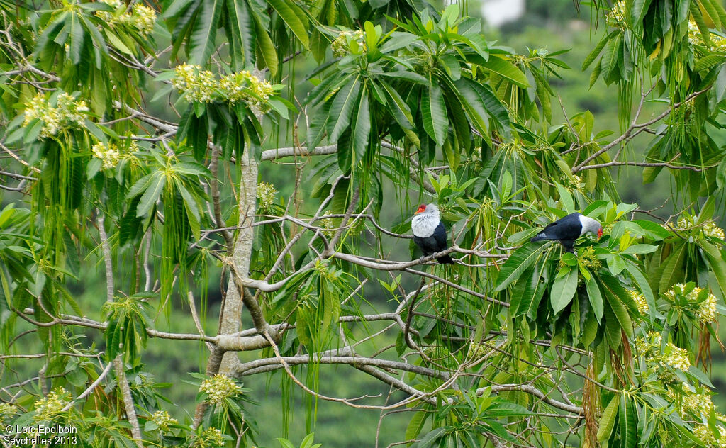 Seychelles Blue Pigeonadult, feeding habits