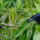 Founingo rougecap