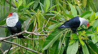 Seychelles Blue Pigeon