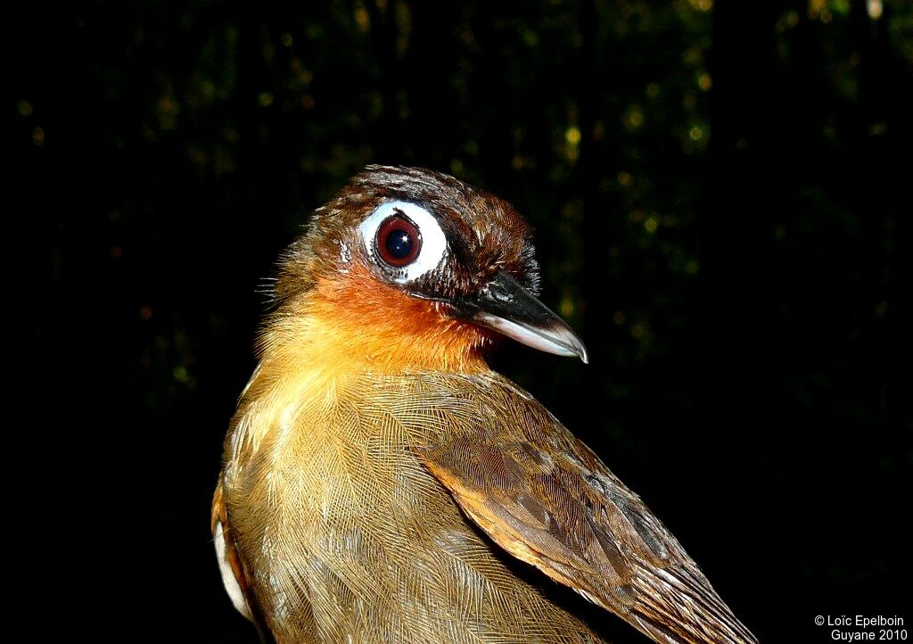 Rufous-throated Antbird