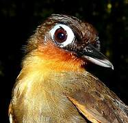 Rufous-throated Antbird