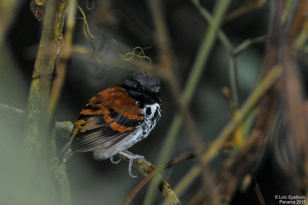 Spotted Antbird