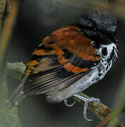 Spotted Antbird