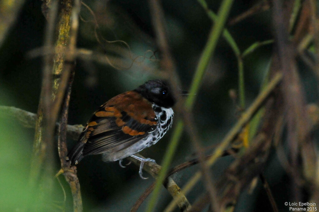 Spotted Antbird