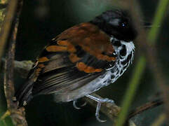 Spotted Antbird