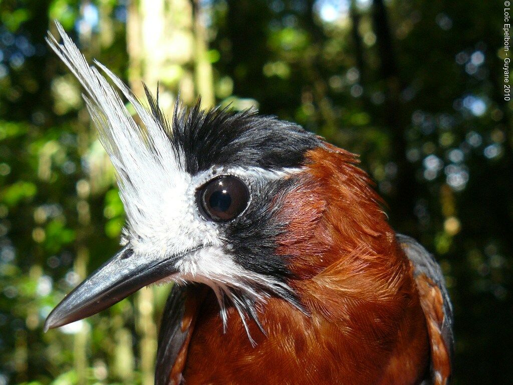 White-plumed Antbird