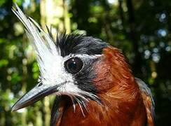 White-plumed Antbird