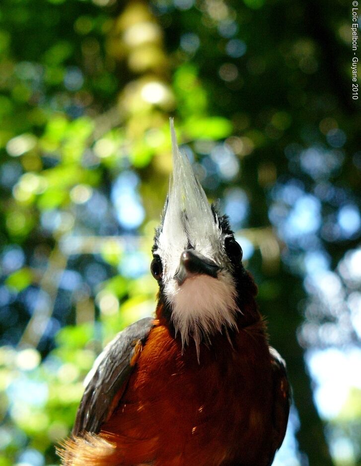 White-plumed Antbird