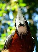 White-plumed Antbird