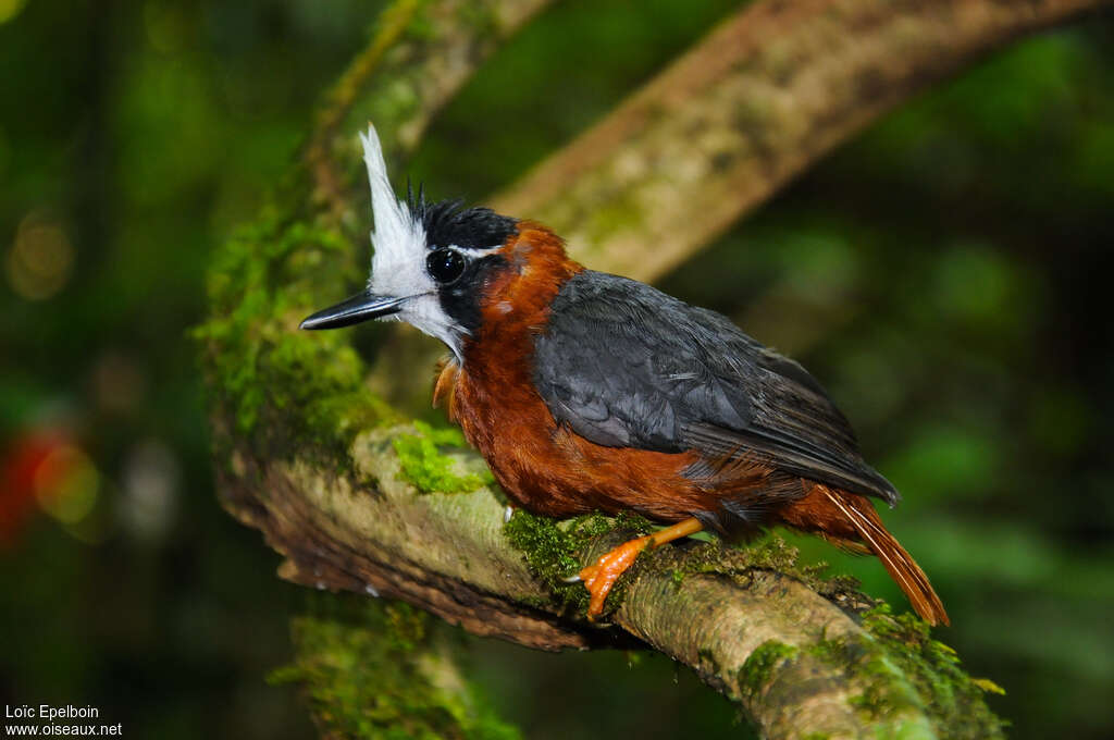 White-plumed Antbirdadult, identification