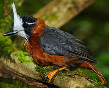 White-plumed Antbird